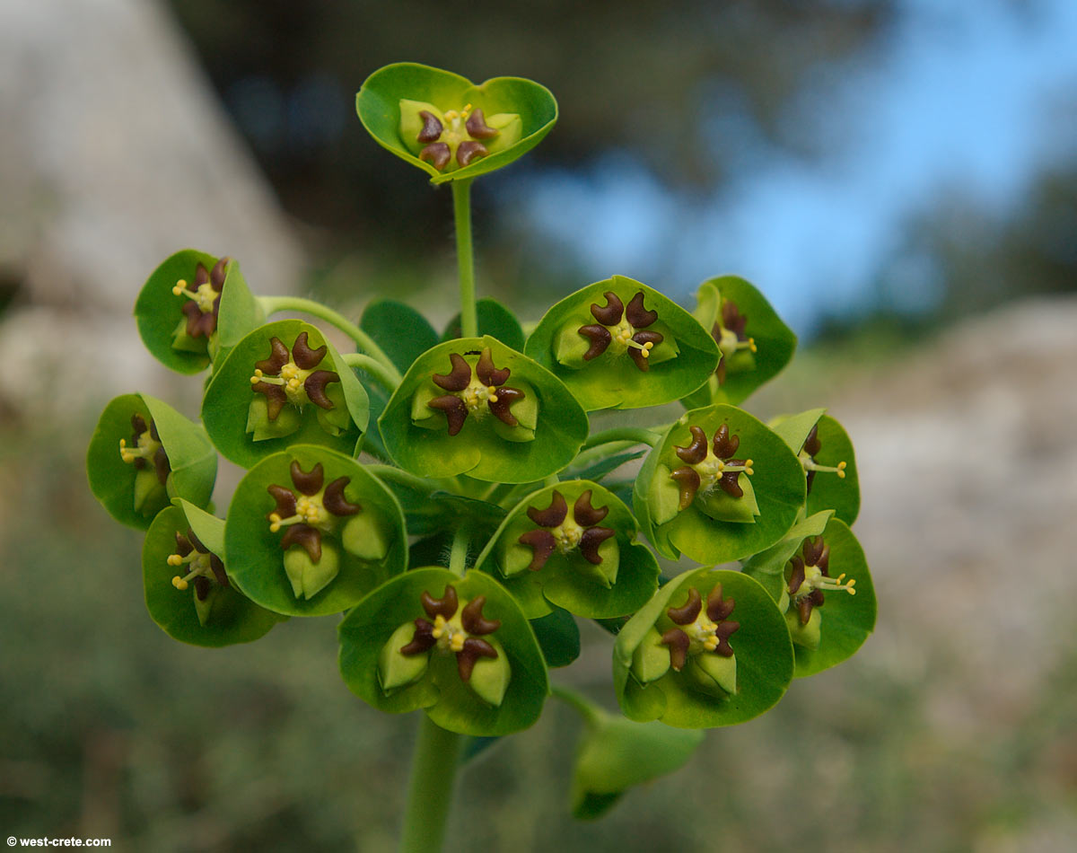 Un végétal- Cathy - 26 décembre - trouvé par Martine. Euphorbia_characias-3large