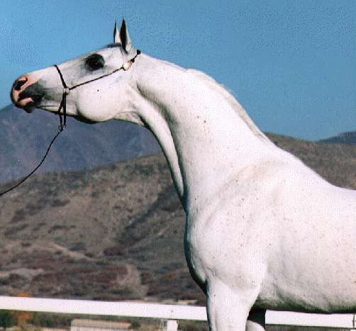 cheval : le tersk BigMonograf