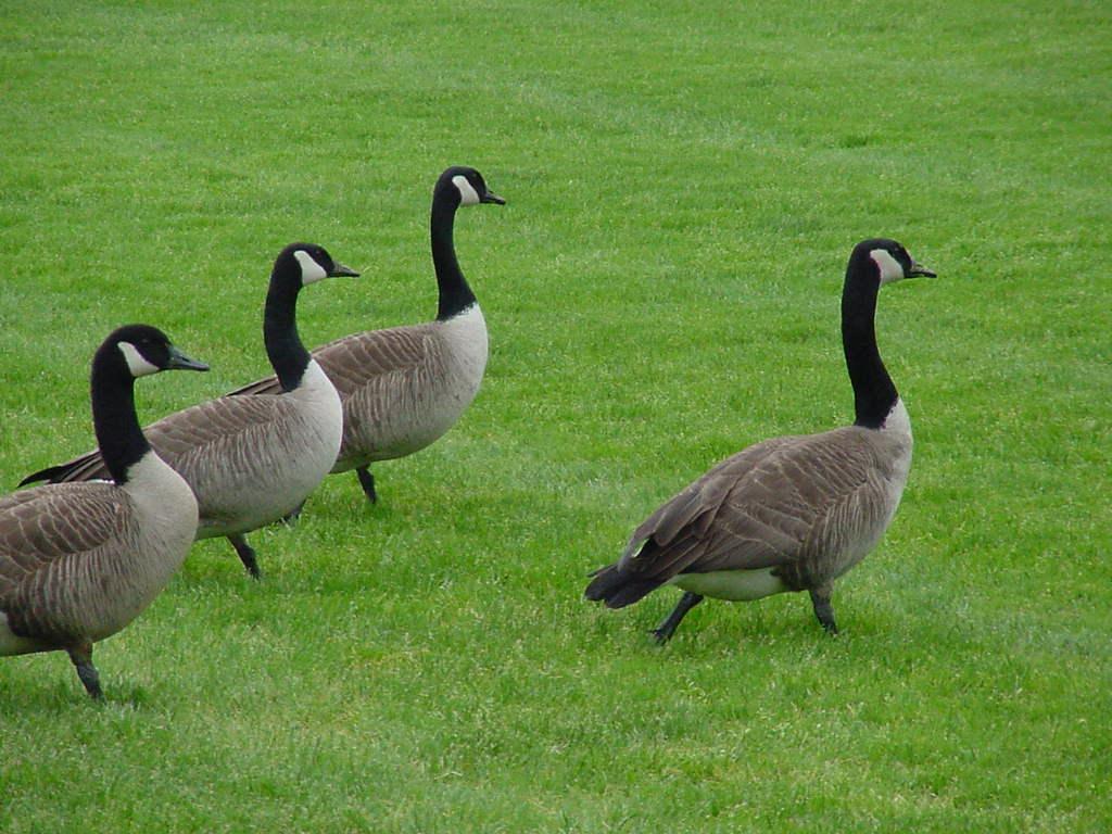 image de fond  ecran Geese1