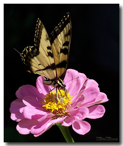 மலருக்கு மலர் தாவினாலும் ButterflyWC