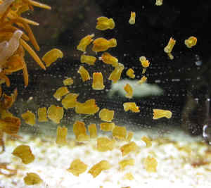 Common LR Hitchhikers Flatworm_city