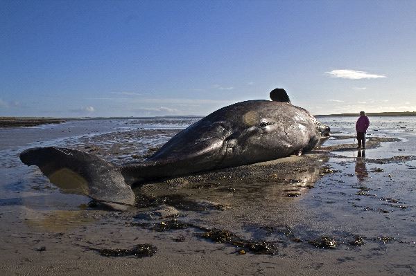 Prince Fielder to be featured in ESPN the Mag, "Body Issue" Beached_Whale_in_Scotland_600