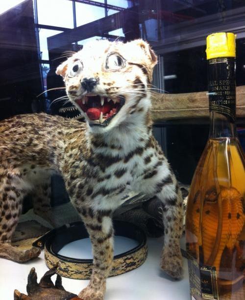 Mátame, camión! (El Tópic de la Taxidermia Chunga) - Página 4 Bad-taxidermy-10