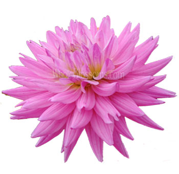 موسوعة الزهور3 Pink-Dahlia-Flower