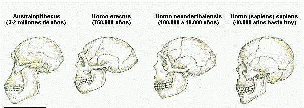 Dios y la Ciencia ¿Quién tiene la Razón? Creacionismo vs. Evolucionismo - Página 2 Evolucioncr