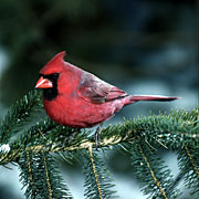    :    (        ) ! Male%20Cardinal%20on%20Branch