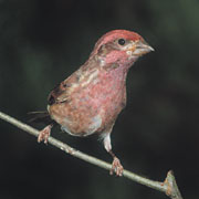 نغمة بوت الطبيعة والعافير Purple%20finch