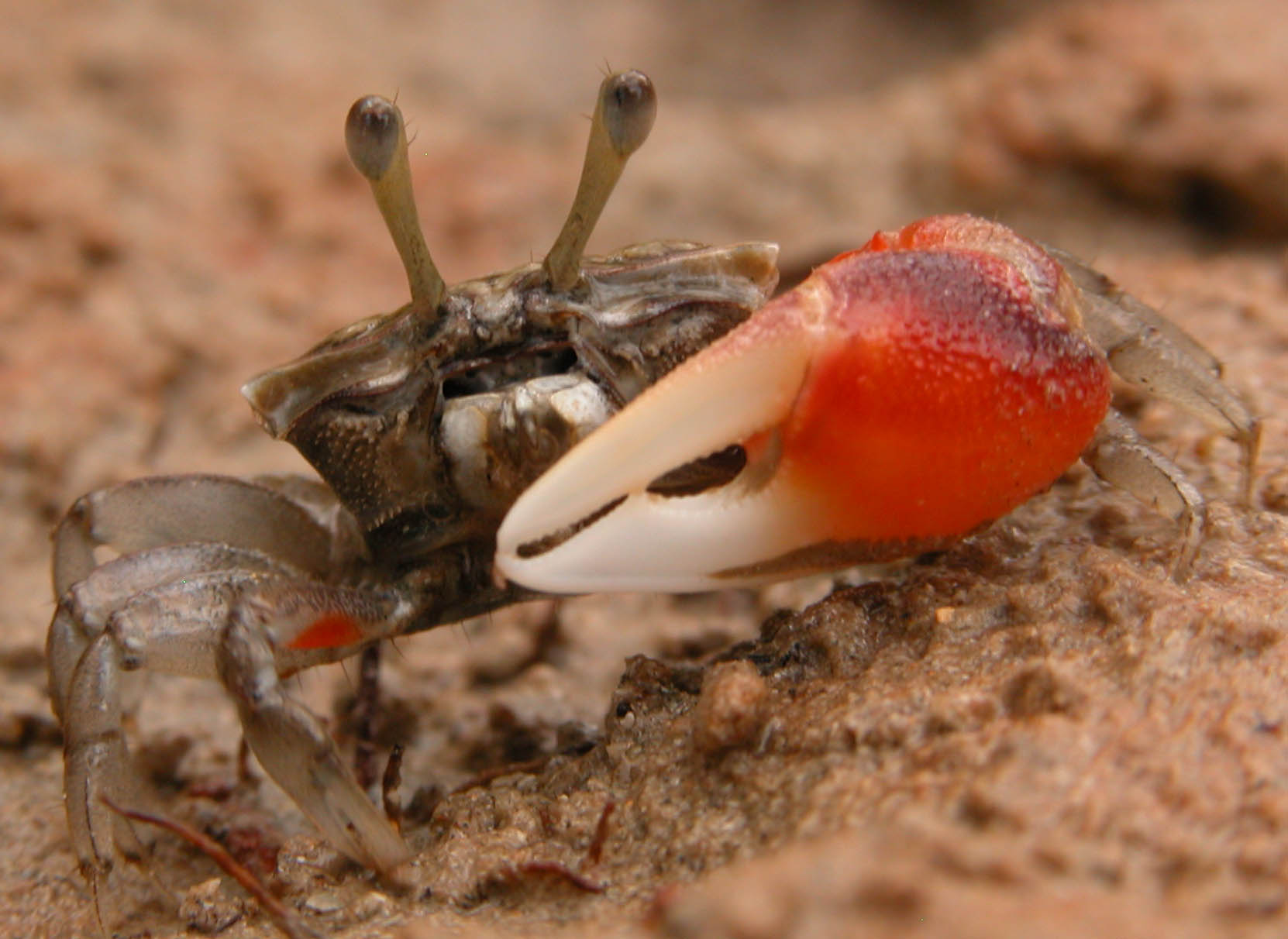 Crabe ewe - Page 10 Fiddler-Crab