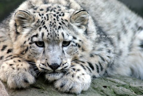 Big Cat RP! Snowleopard4