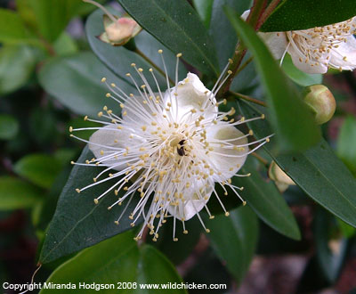 الآس لعلاج المسالك البولية والالتهابات النسائية ومذح الإبطين Myrtus_communis_flower