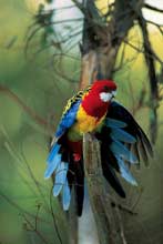 طائر الروزيلاّّ الجميل 214-Eastern-Rosella_s