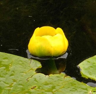 زهور x الماء Water-Lily-Yellow-1