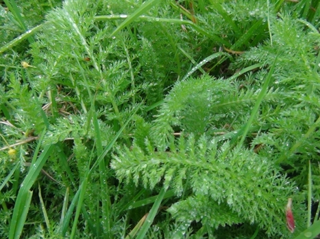 Hedgerow Food Plants that Grow WILD  Yarrow%201