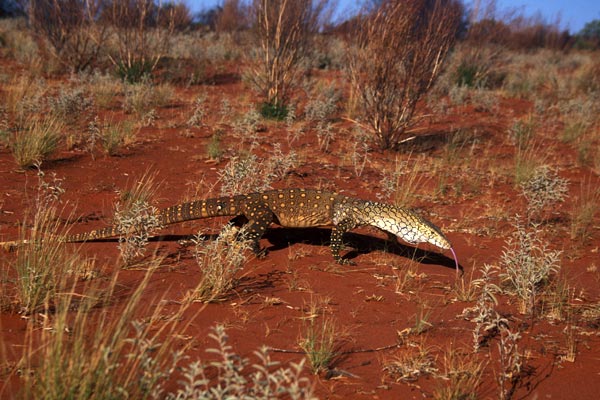 Quelques belles photos de varans... 020932_perentie