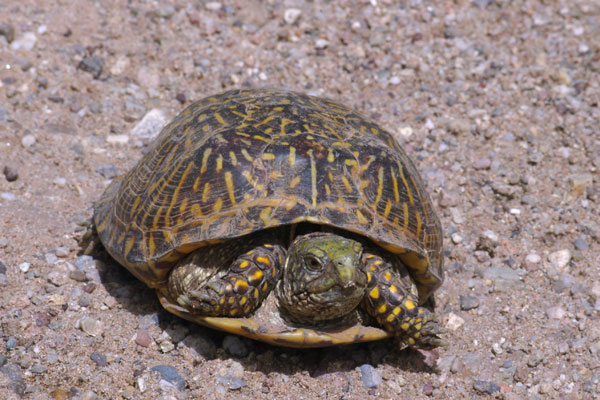 first day back at college 04080704PD_box_turtle