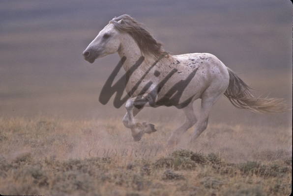 SpottedStone Gray-Wild-Horse-running-full-speed-with-mane-and-tail-flying-WY-00635-13015C_fs