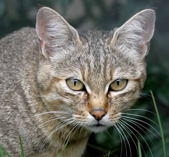 أمراض تصيب القطط African-wildcat_nzg-3835
