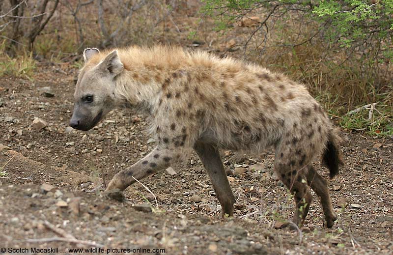 الضبع والبس البري Hyenakp215