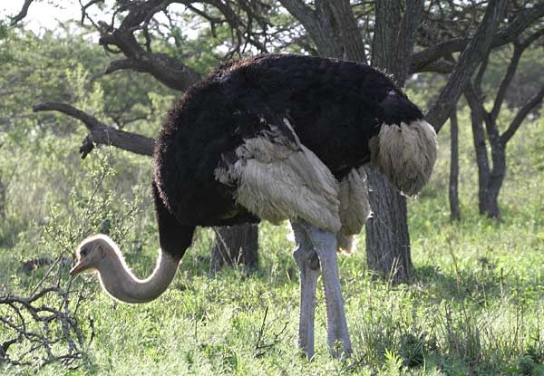 Dnyann En'leri Ostrich_tgr-4576