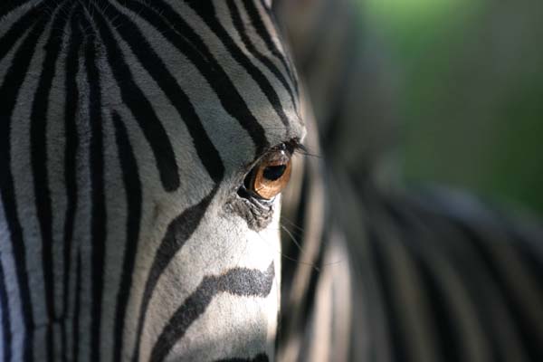 Cedarville Zoo's Animals Zebra_snr-0674m