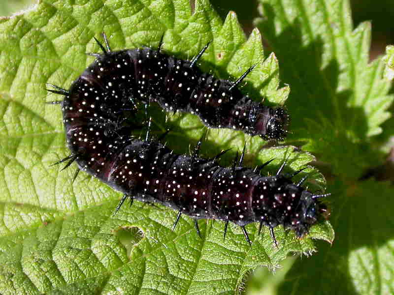 Que suis -je -ajonc - 28 decembre Peacocklarva