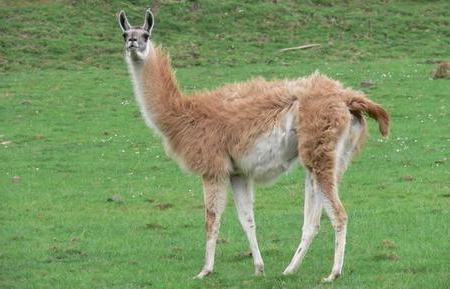 Hi New-york-hunter-kills-llama-01