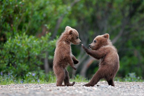 Der Grizzly(bär) - Jäger und Gejagter  050612-100.