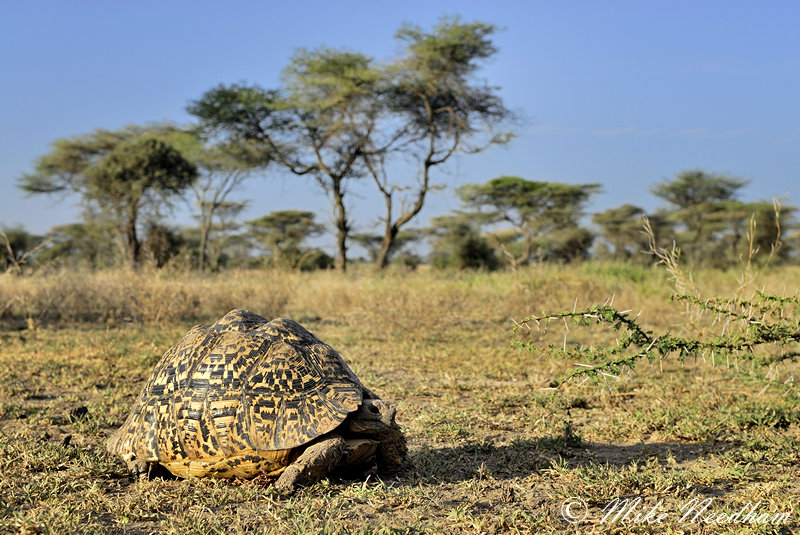 [Fiche] Stigmochelys pardalis (Tortue léopard) Torpoise_leopard__stigmochelys_pardalis__serengeti_np_tanzania_2012_003