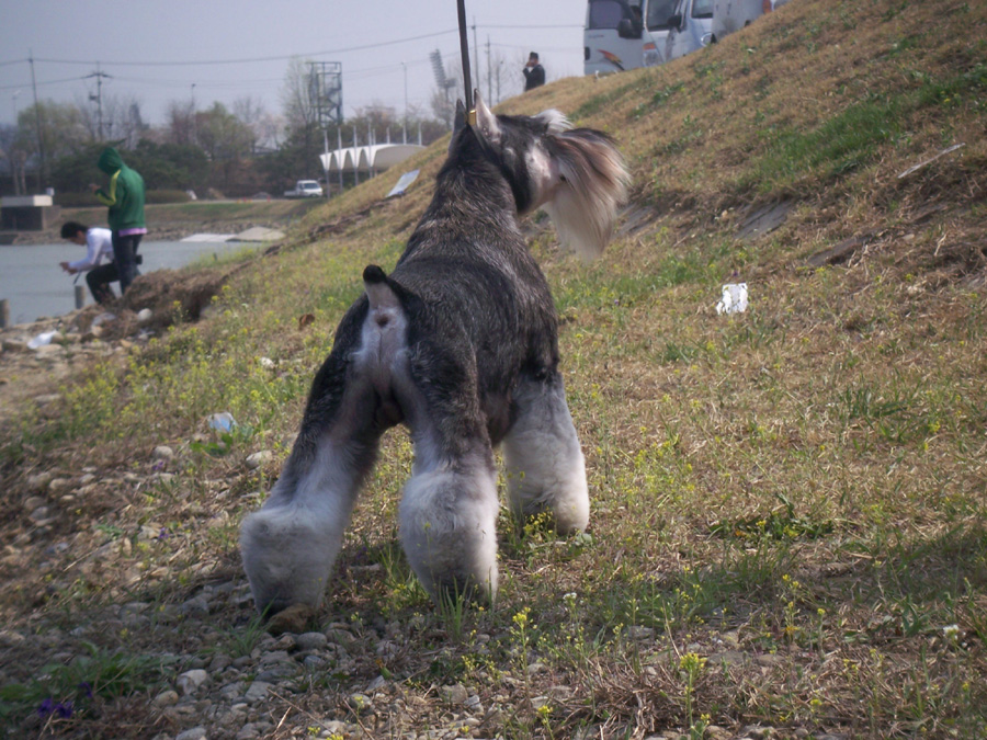 AKU INTERNATIONAL DOG SHOW - Group 1 Regend_9_months_2_