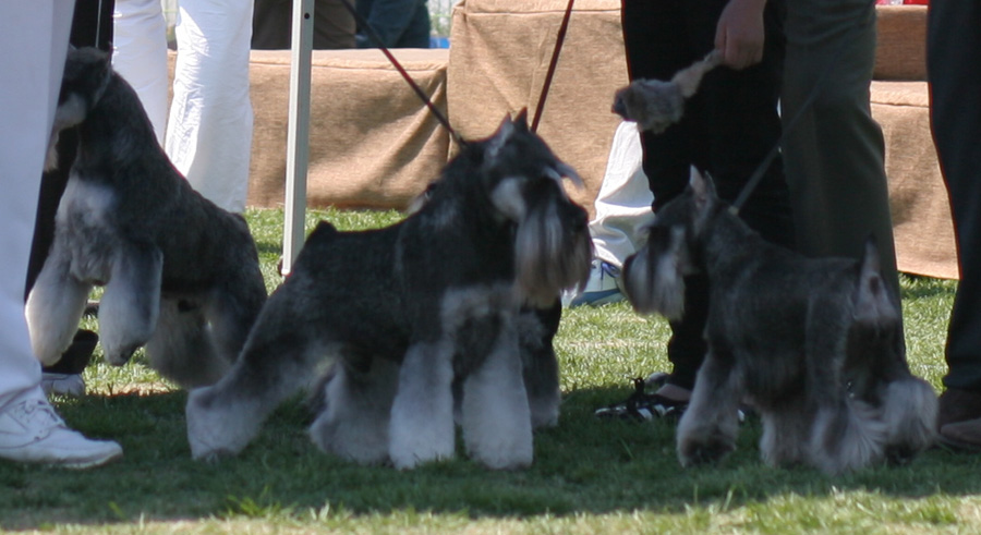 FCI INTERNATIONAL DOG SHOW - Best In Show Zack2_