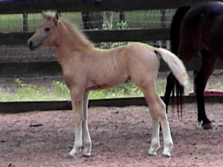 is my foal a silver buckskin? Golden%20as%20baby