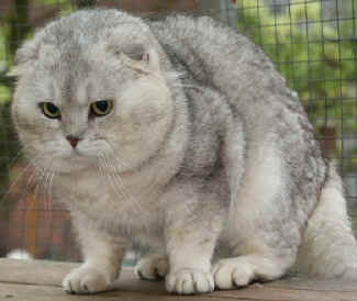 Juego:ADIVINA LA RAZA DE GATO! Scottish_fold5