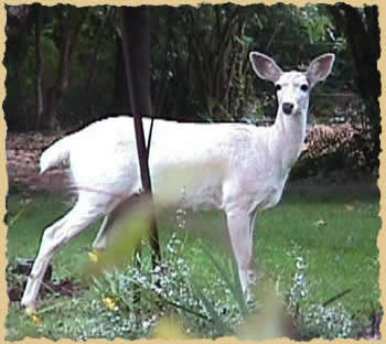 La Blanche Biche Whitedeer