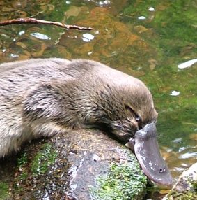 Čudnovati kljunaš Platypus05