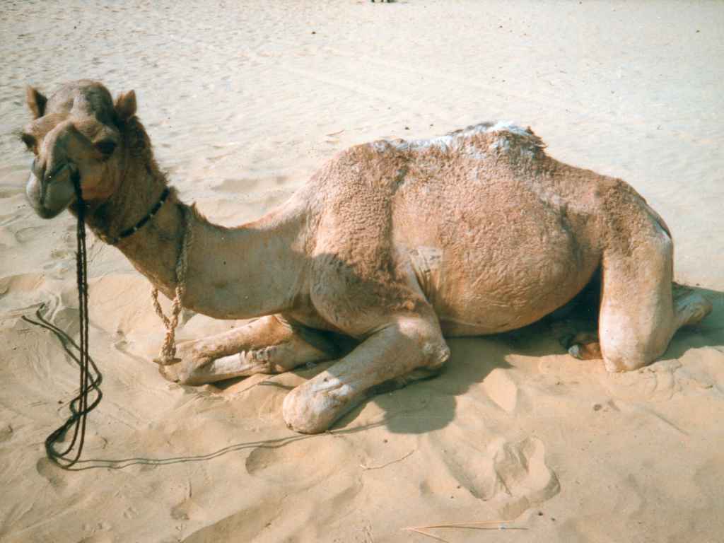 مسابقة جديده إكتشاف المثل من الصوره Photo-camel