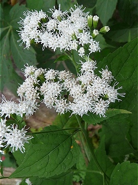 Herbs of The Clans Snakeroot_white_plant_270