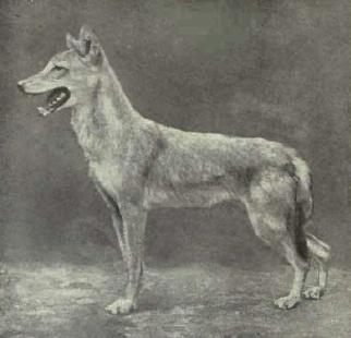 Ägyptischer Wolf (Canis lupus lupaster) Egyptianjackal