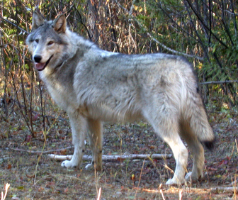 Der Tundra Wolf INAPAY11_07-01