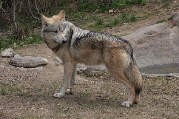 Wolf Breeds ALLOWED on WoN Mexican_Wolf_In_Sonora_Mexico_600