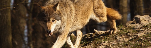 General Information about wolves Habitat_200
