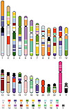 الربو (asthma) Chromosomes