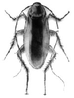 الربو (asthma) Cockroaches