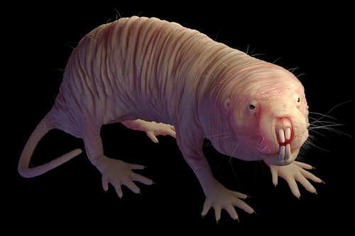 Wx Banter Thread 2.0 - Page 26 Naked-mole-rat