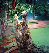 Cassius détrôné  112432-1b_largest_crocodile_in_captivity_Cassius