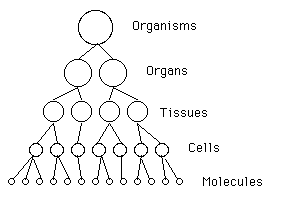 My Old Freewill vs Determinism Outline Holbio