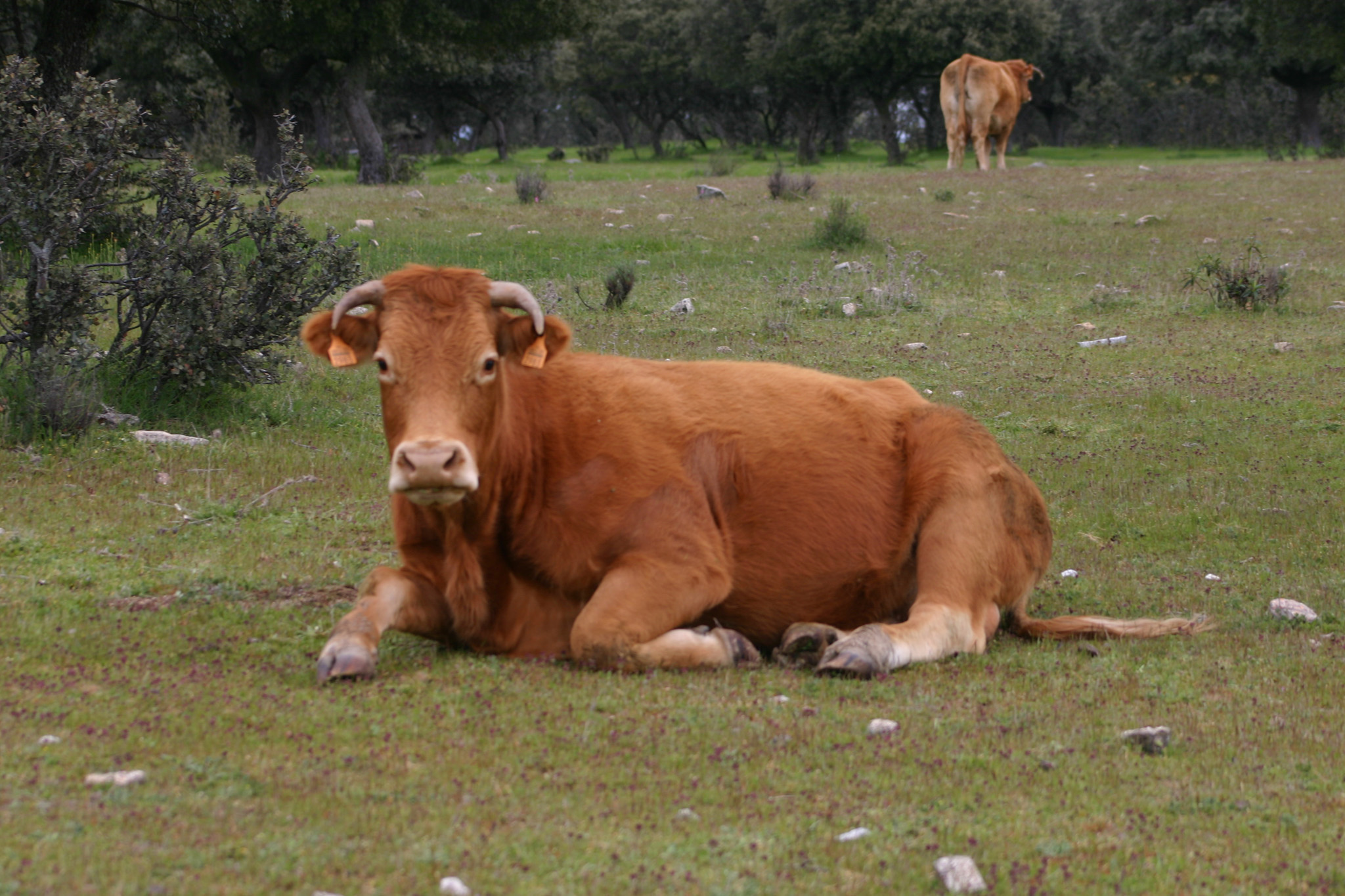 GHOST FISH 6362_Brown%20Cow