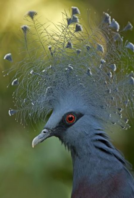 Berbagai Gaya Rambut Binatang yang Unik  Funny-animal-hair-08