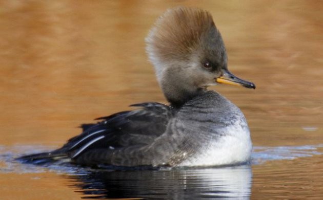 Berbagai Gaya Rambut Binatang yang Unik  Funny-animal-hair-10