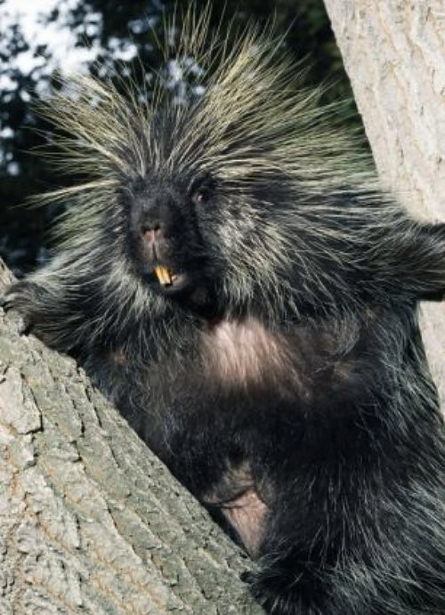 Berbagai Gaya Rambut Binatang yang Unik  Funny-animal-hair-14