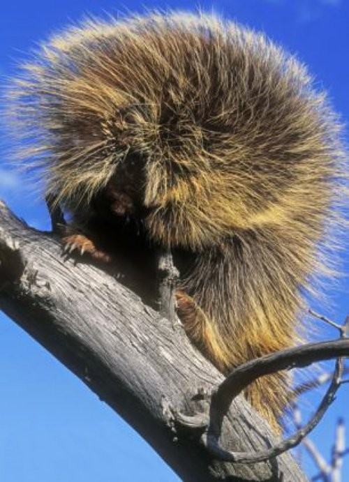 Berbagai Gaya Rambut Binatang yang Unik  Funny-animal-hair-15